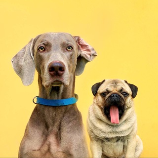 HOOOTDOGS РЕКЛАМА💛