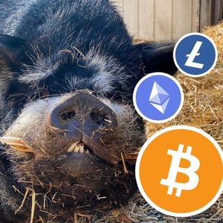 CryptoBoar 🐗
