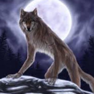 Bukan Werewolf Moderator