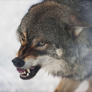 🎖村公所🐺狼嚎之城