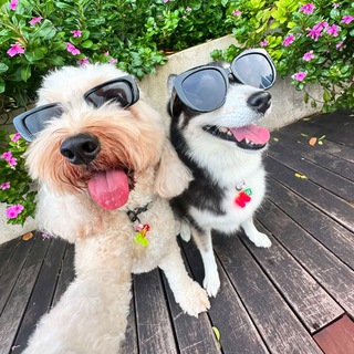 dog family ✨Нячанг