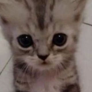 Мякиш
