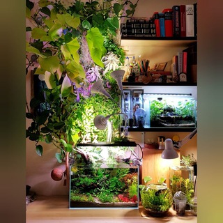 Planted Aquarium & Paludarium