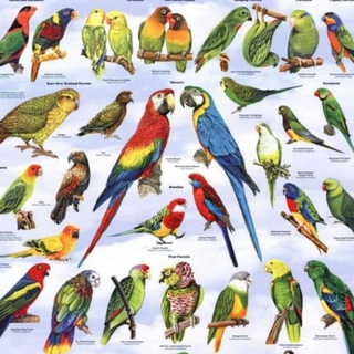 Cría de Agapornis 🇨🇺