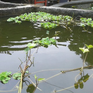 Javanese tilapia fish