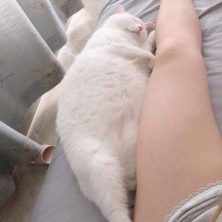 格温套图【飞机会员微信有货】