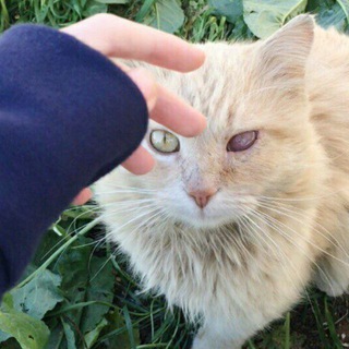 Ангел Хранитель