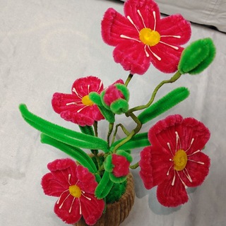 Momiq gullar 💐