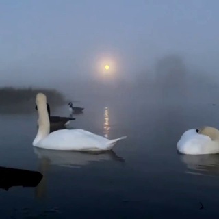 B — M