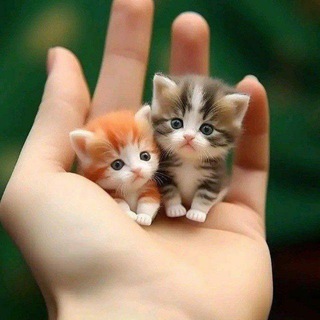 ❤️❤️❤️ 🐈Қаракалпақстан пышыклары 🐈‍⬛❤️❤️❤️