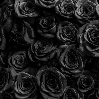 ᙖℓαcк Rσѕє🖤🕊