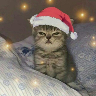 Чат для общения