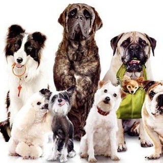 Собаки та кішки | Dogs and Cats