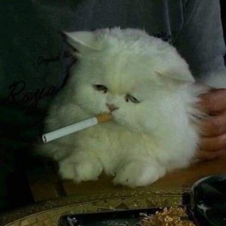 mate [мэйт] ️