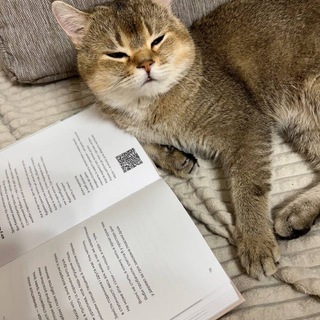 бар Кота Галунець