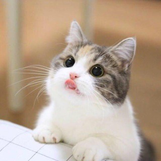 少爷留言机