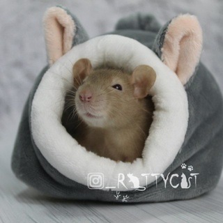 RatsHouse