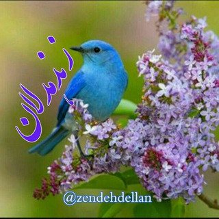 🌷زندهدلان🌷