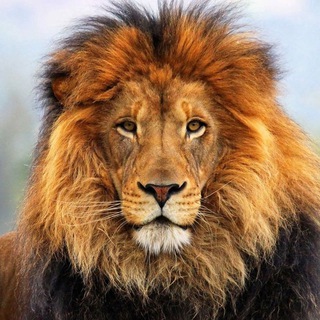 Animal Planet