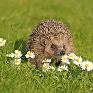 🌳🦔Королевство Ежей🦔🌿
