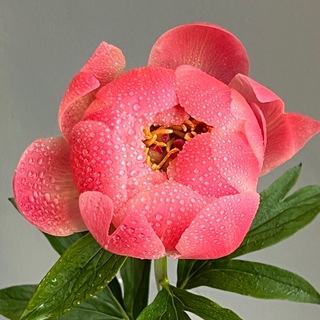 Одуванчики не купишь. Цветы в Петербурге 🌸