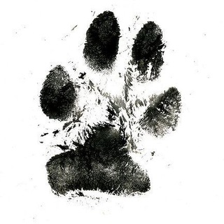 The Doggy Door