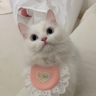 Котики 🤍 Коты 🤍 Котята 🤍 Кошки