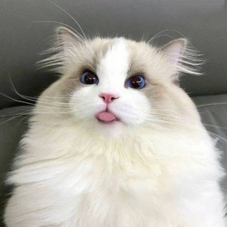 Ragdoll