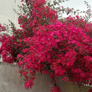 D. REZA