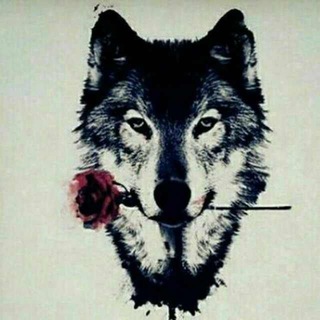 Gray wolf