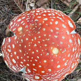 Roter Fliegenpilz – Wald & Wissen