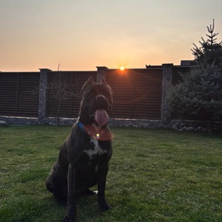 🔥🐾𝐁𝐚𝐟𝐢_𝐜𝐚𝐧𝐞_𝐜𝐨𝐫𝐬𝐨🐾🔥