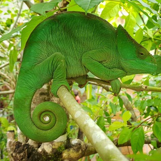ravaz