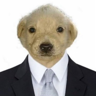 businessdogs