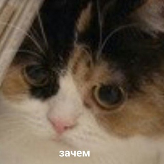 Никита
