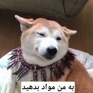 به من مواد بدهید