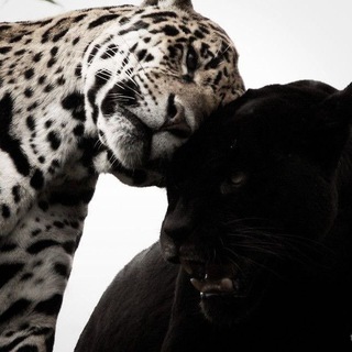 🖤__𝙂𝙪𝙘𝙘𝙞__🖤