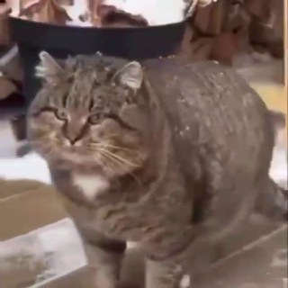 Александр Рабинюк🐾
