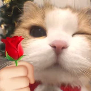 AKUN TIKTOK MURAH