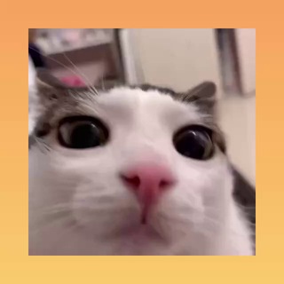 Telegram: Contact @korzhikrobux