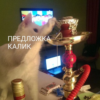 ПРЕДЛОЖКА КАЛИК