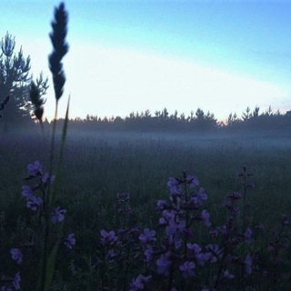 лес