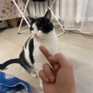 ¿Pēpẽł¿