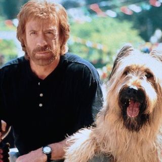 CHUCKs Norris Top Dog