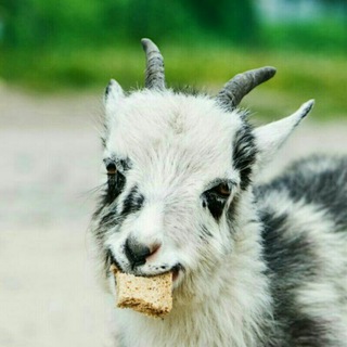 Goat gifs