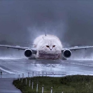 Spherical Flying Kat 飛んでる丸い猫