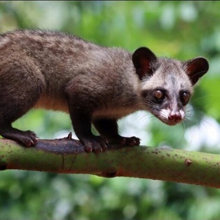 JUAL BELI MUSANG SUMATRA