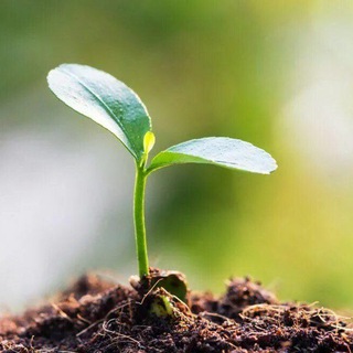 🌱 Живой росток