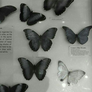 Gray butterfly