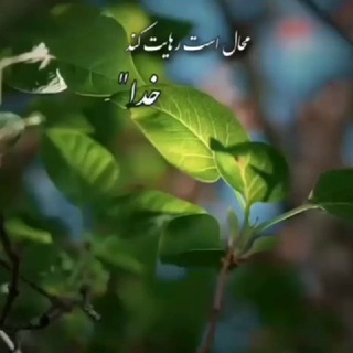 مهگل ...